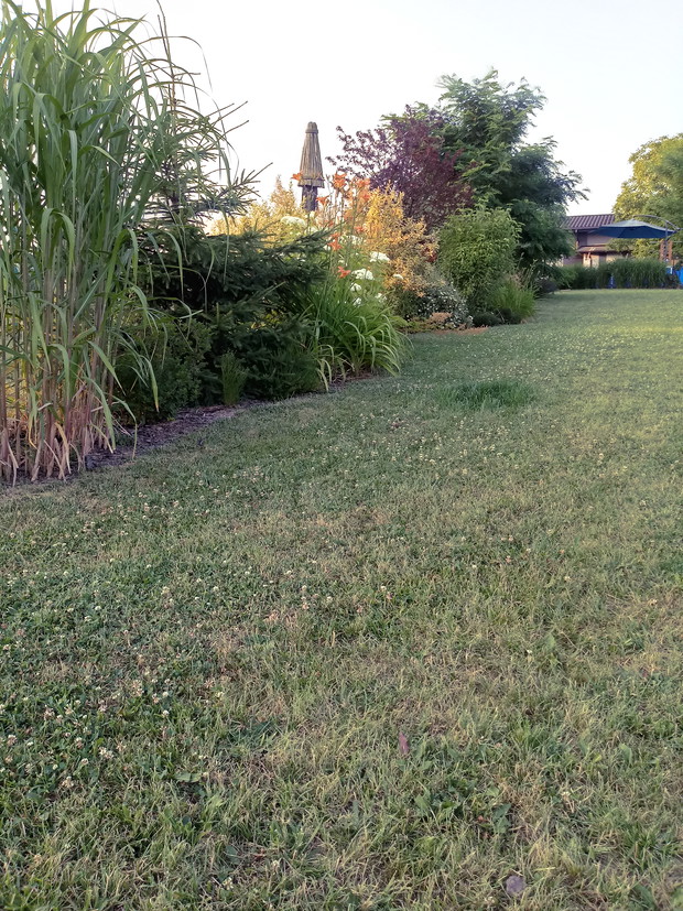 Widok z tyłu ogrodu