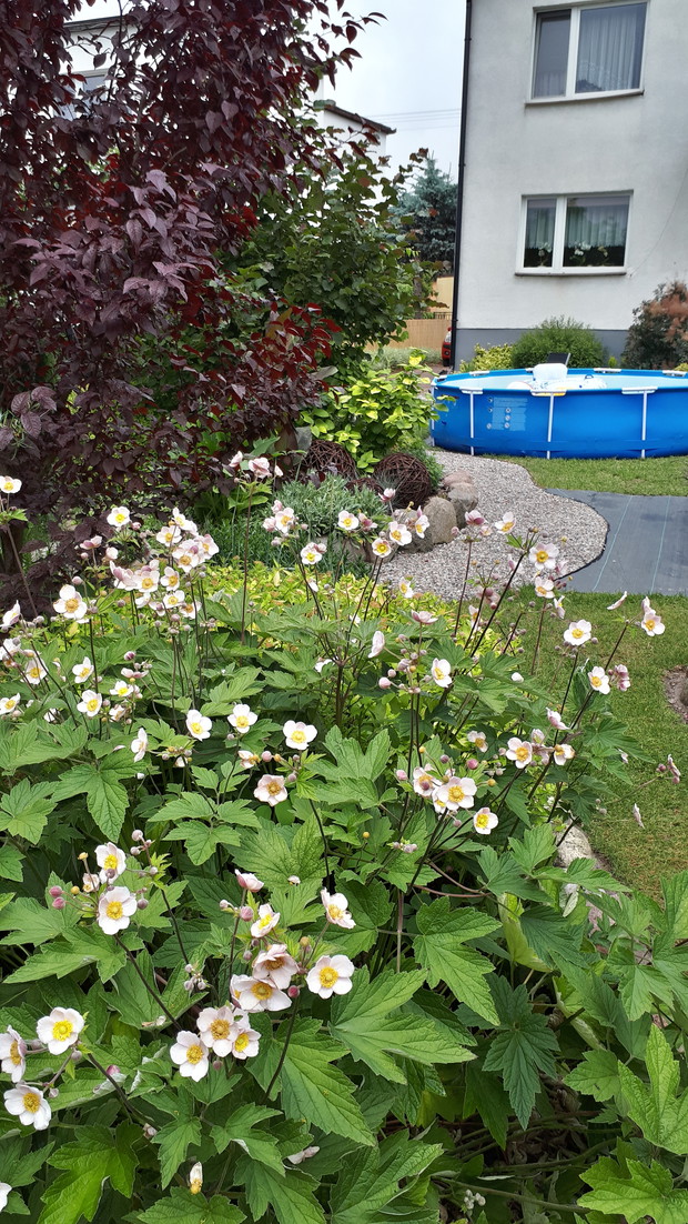Zawilec japoński, bardzo go lubię.
