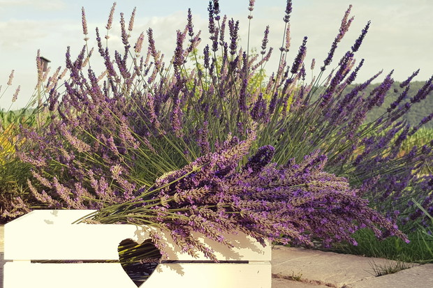 Zbiory lawendy