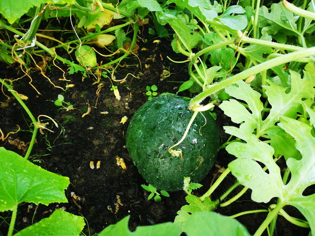 Arbuz (ciemna skórka)