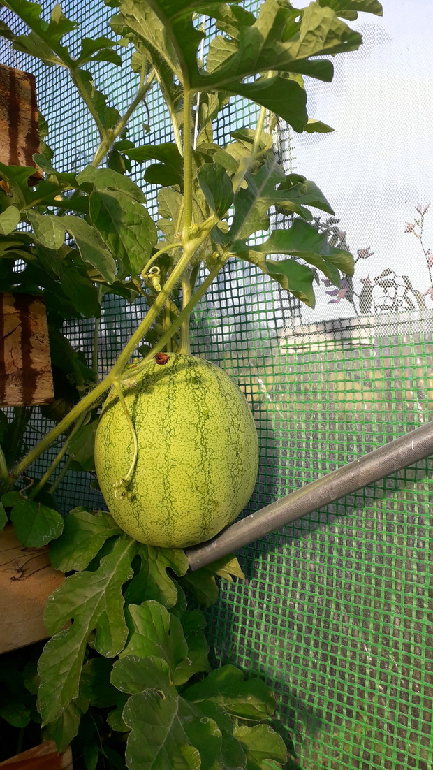 Arbuz (jasna skórka)