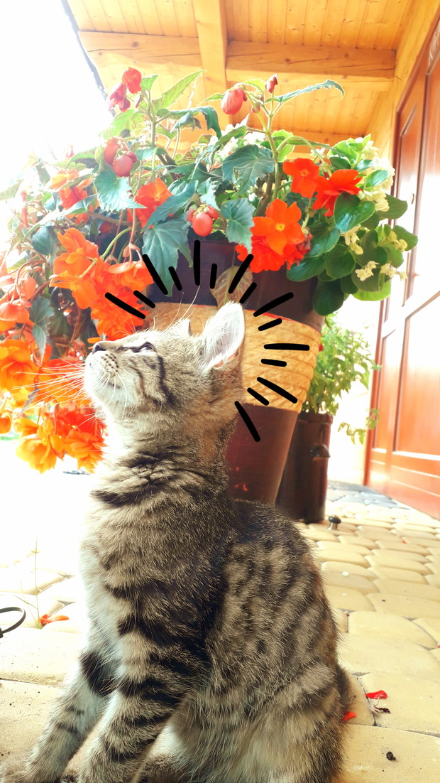 Begonia królewska i bulwiasta