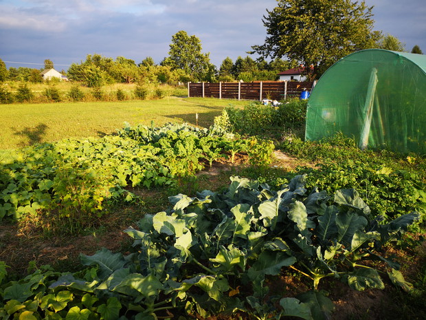 Cały ogródek