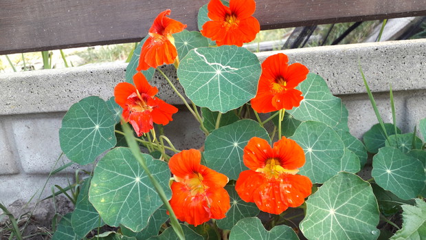 Nasturcja płożąca