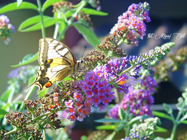 paź królowej na budlei