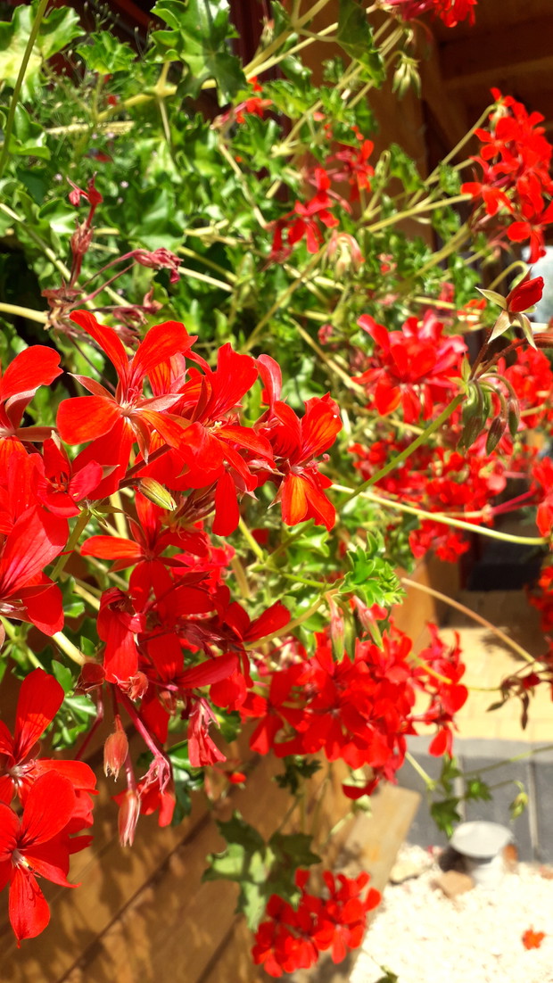 Pelargonia bluszczolistna