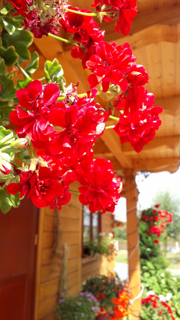 Pelargonia zwisająca