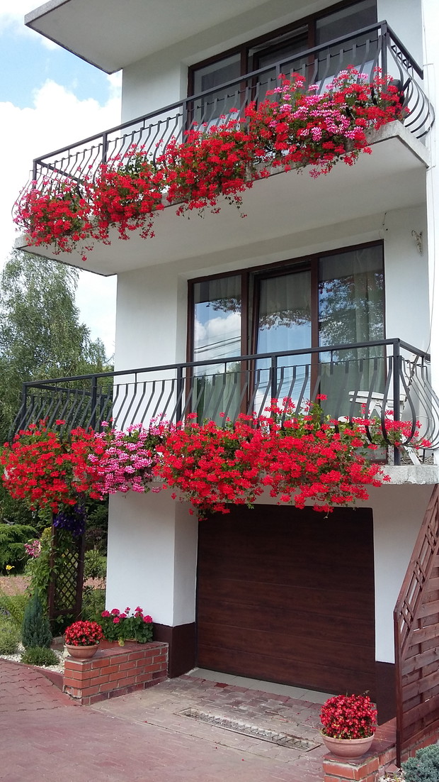 pelargonie zwisające