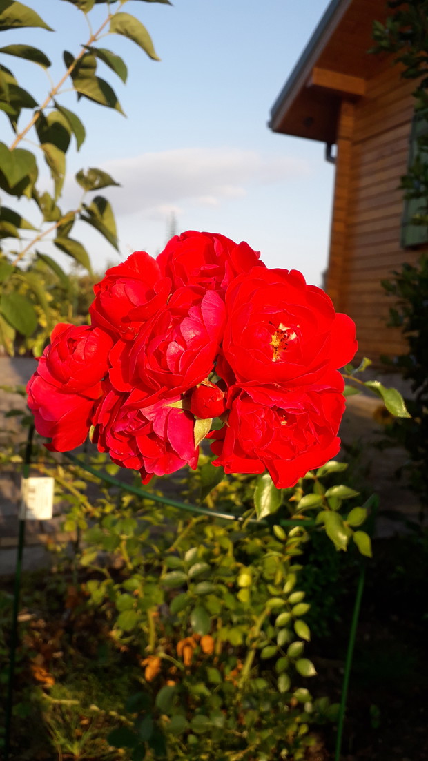 Róża czerwona płożąca