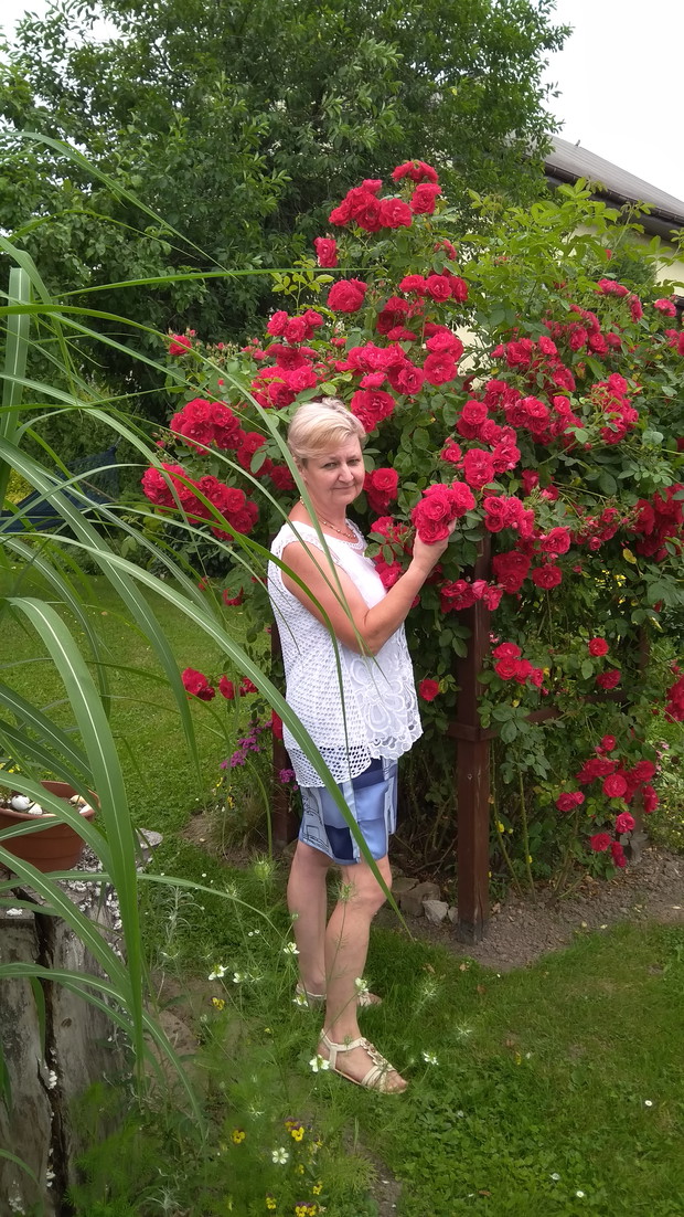 Róża, którą hodowała jeszcze moja mama co roku pięknie zakwita.
