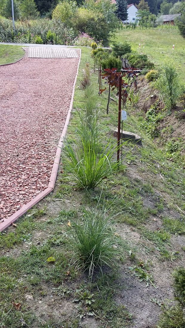 rząd traw i krzewów