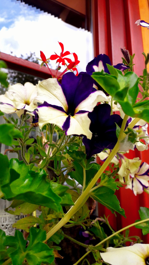 Surfinia gwieździsta