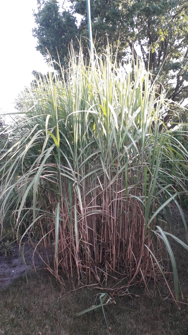 Trawa miskant olbrzymi