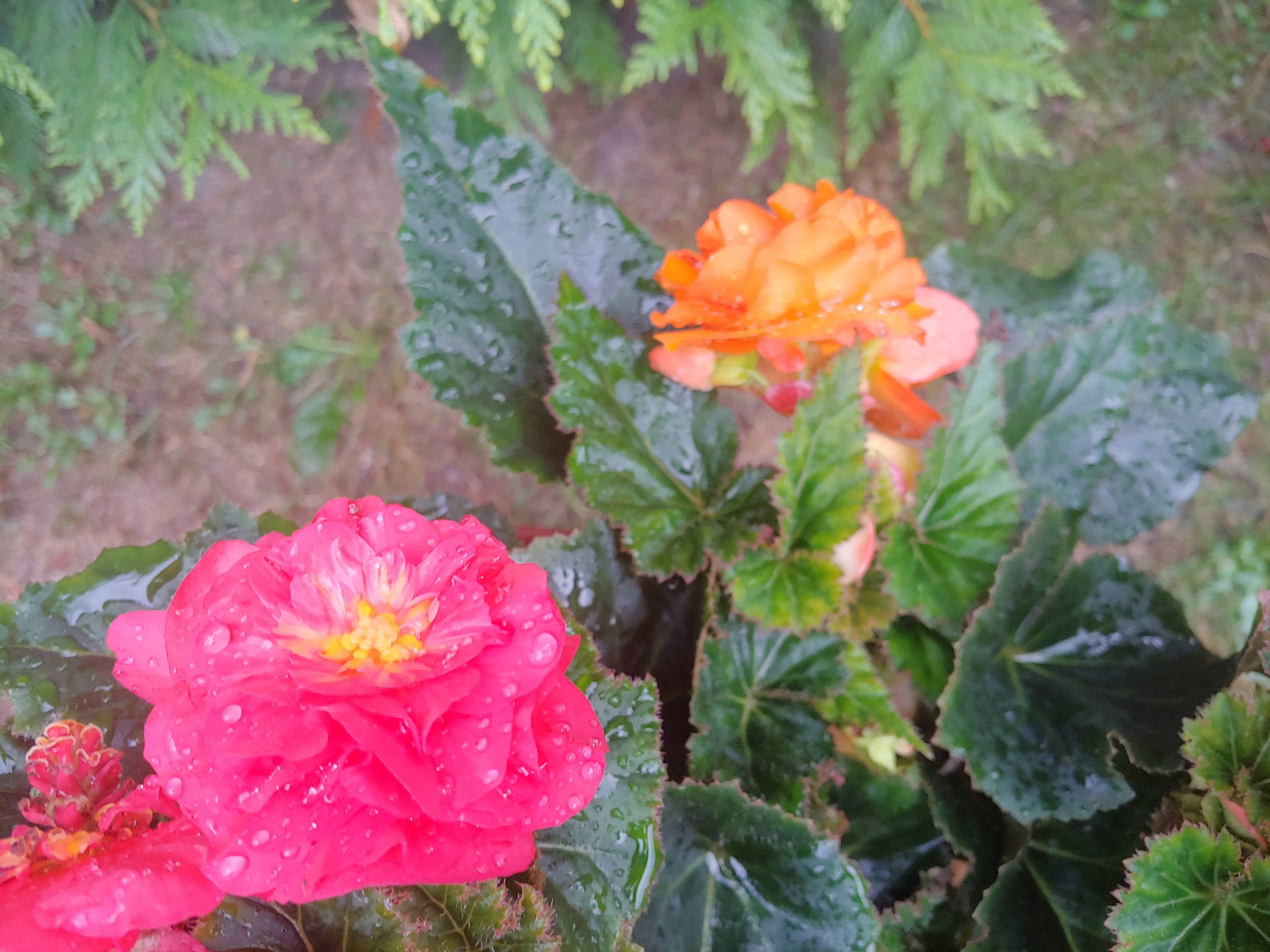 Begonie wielkokwiatowe