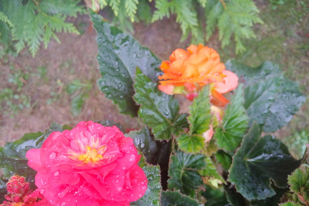 Begonie wielkokwiatowe