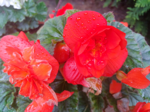 Begonie wielkokwiatowe