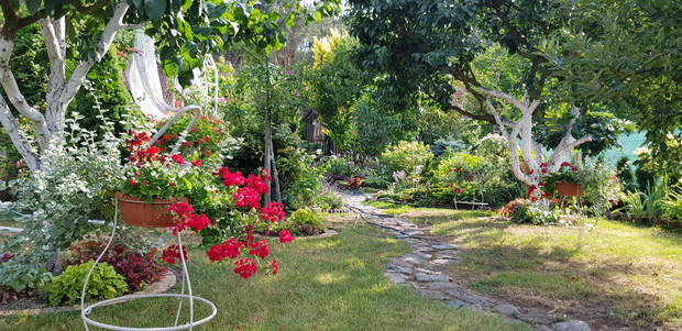 część ogrodu z drzewkami owocowymi