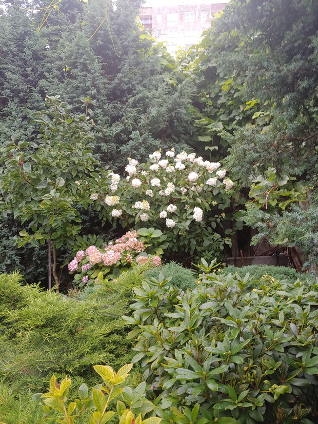 Hortensja bukietowa i ogrodowa