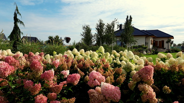 hortensje bukietowe