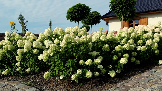 hortensje bukietowe