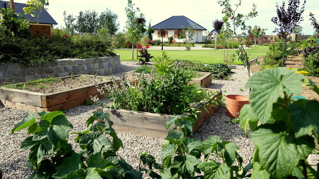 mini warzywniak przy domu