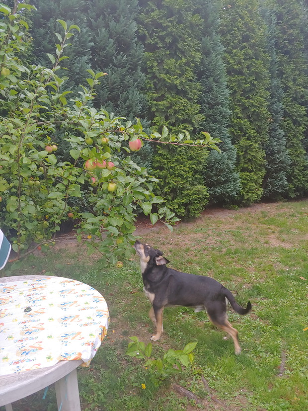 Mój pies Czarek przy jabłoni