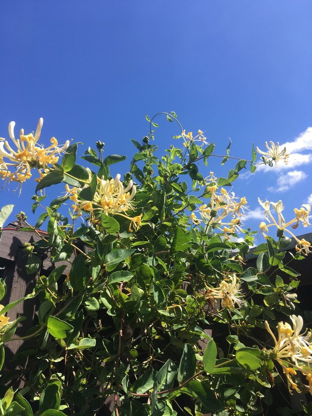 Niebiański Wiciokrzew