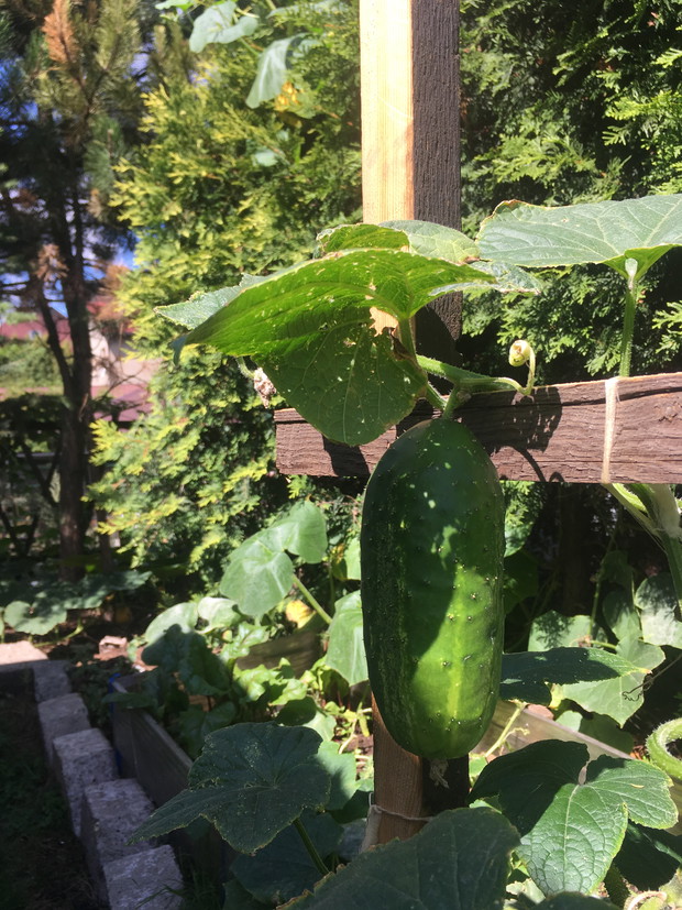 Ogórkowy zawrót glowy