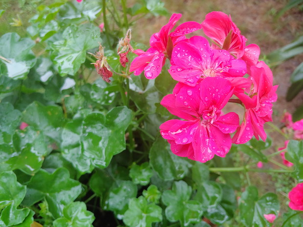 Pelargonia