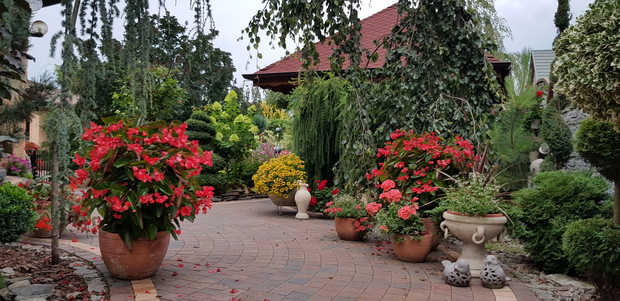 Rosliny jednoroczne obowiązkowo w ogrodzie