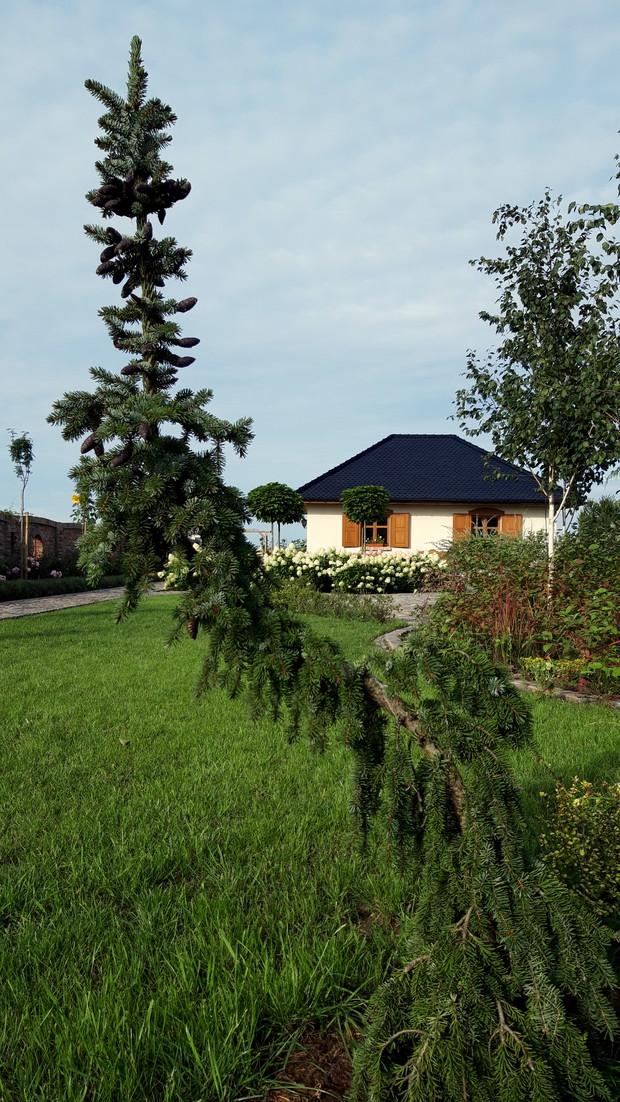 świerk serbski płaczący