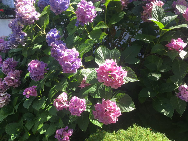 ulubione hortensje