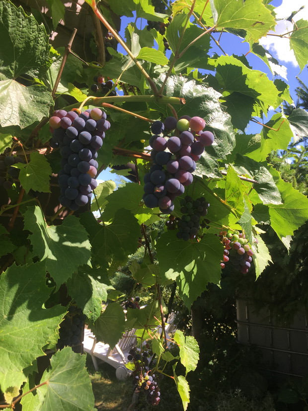 winobranie już wkrótce