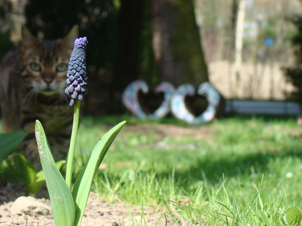 Zakątek relaksu dla ludzi i kotów