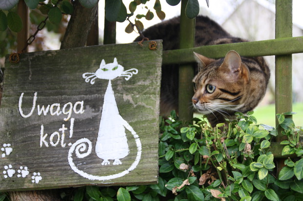 Zakątek relaksu dla ludzi i kotów