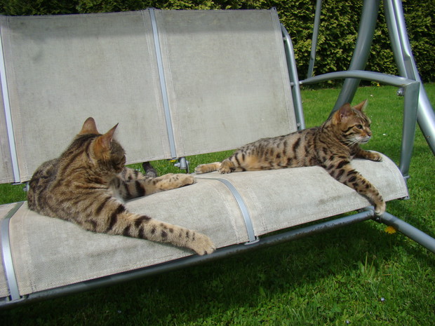 Zakątek relaksu dla ludzi i kotów