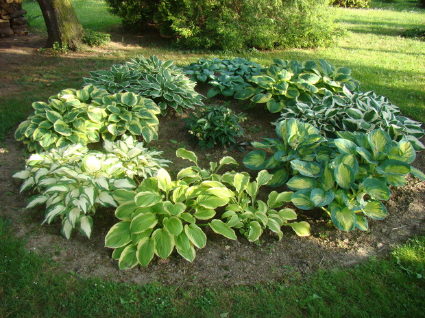 Zakątek relaksu dla ludzi i kotów