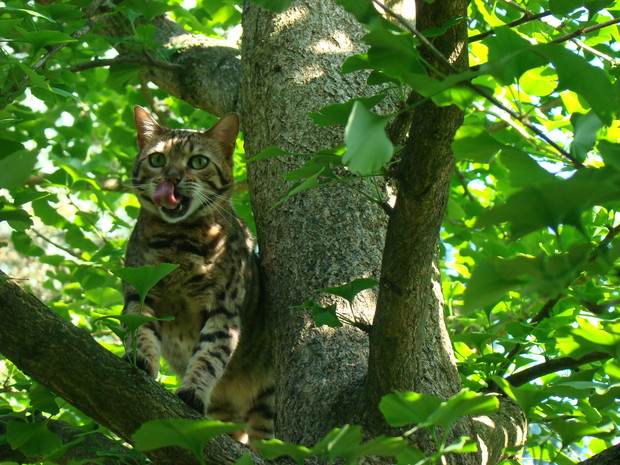 Zakątek relaksu dla ludzi i kotów