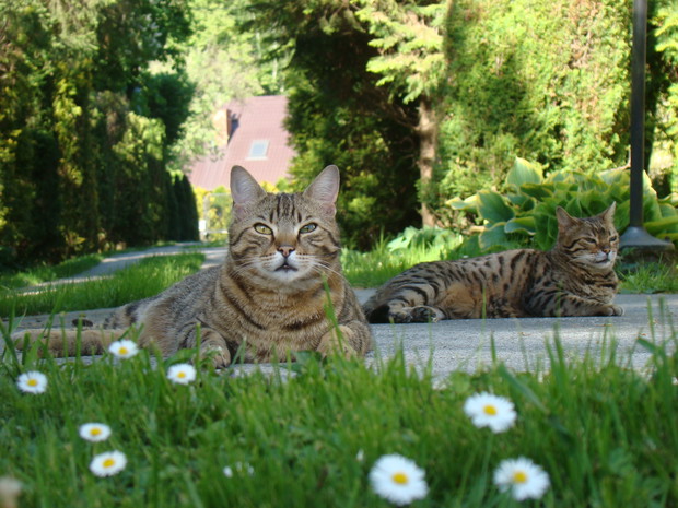 Zakątek relaksu dla ludzi i kotów