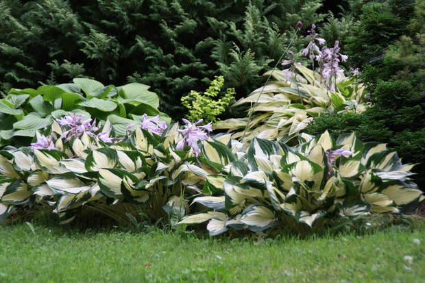 Zakątek relaksu dla ludzi i kotów