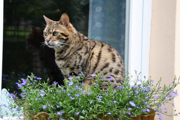 Zakątek relaksu dla ludzi i kotów