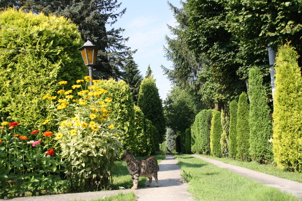 Zakątek relaksu dla ludzi i kotów