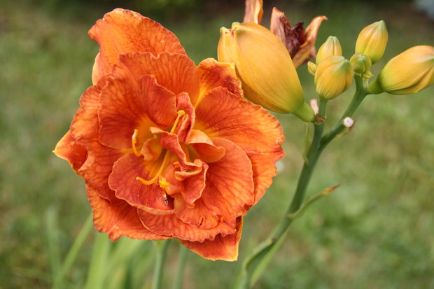 Zakątek relaksu dla ludzi i kotów