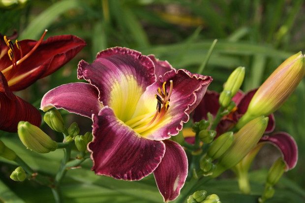 Zakątek relaksu dla ludzi i kotów