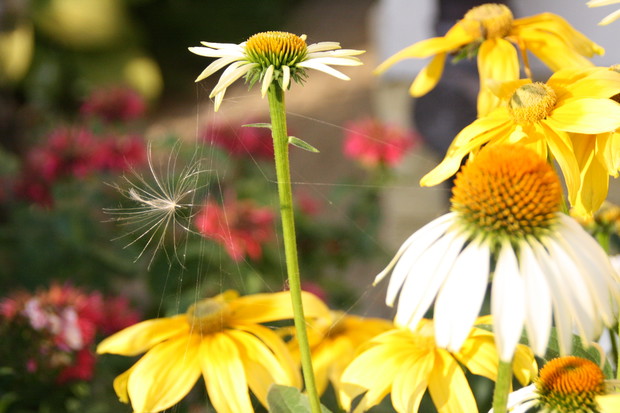 Zakątek relaksu dla ludzi i kotów