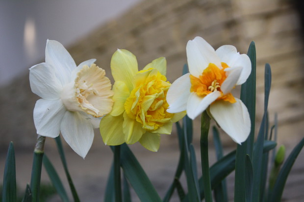 Zakątek relaksu dla ludzi i kotów