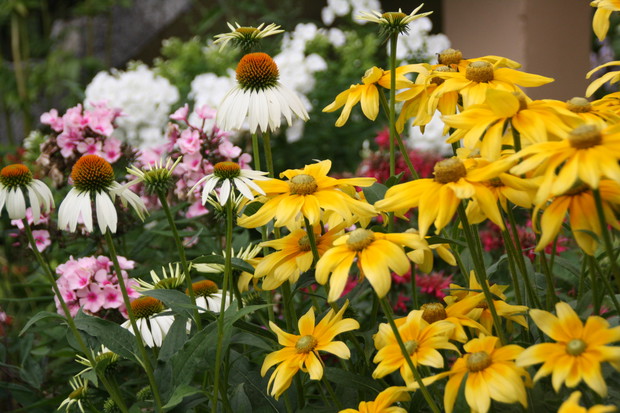 Zakątek relaksu dla ludzi i kotów