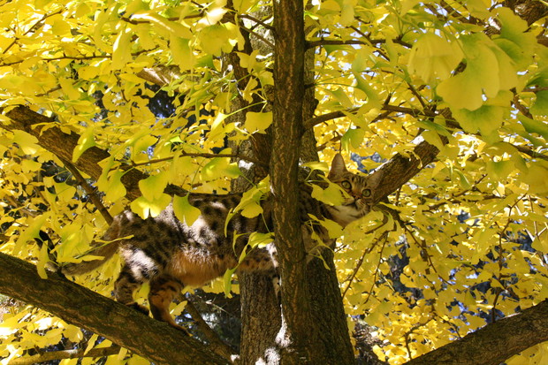 Zakątek relaksu dla ludzi i kotów