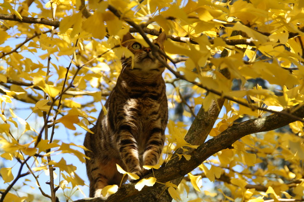 Zakątek relaksu dla ludzi i kotów