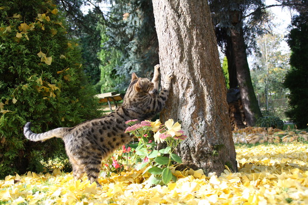 Zakątek relaksu dla ludzi i kotów